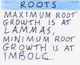 Root growth